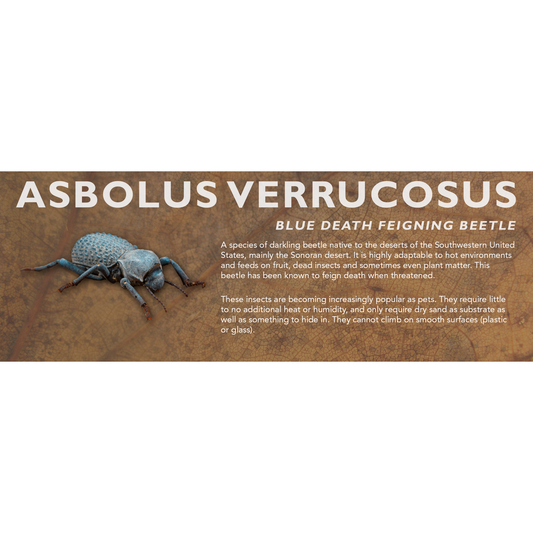 Asbolus verrucosus (Blue Death Feigning Beetle) - Beetle Label