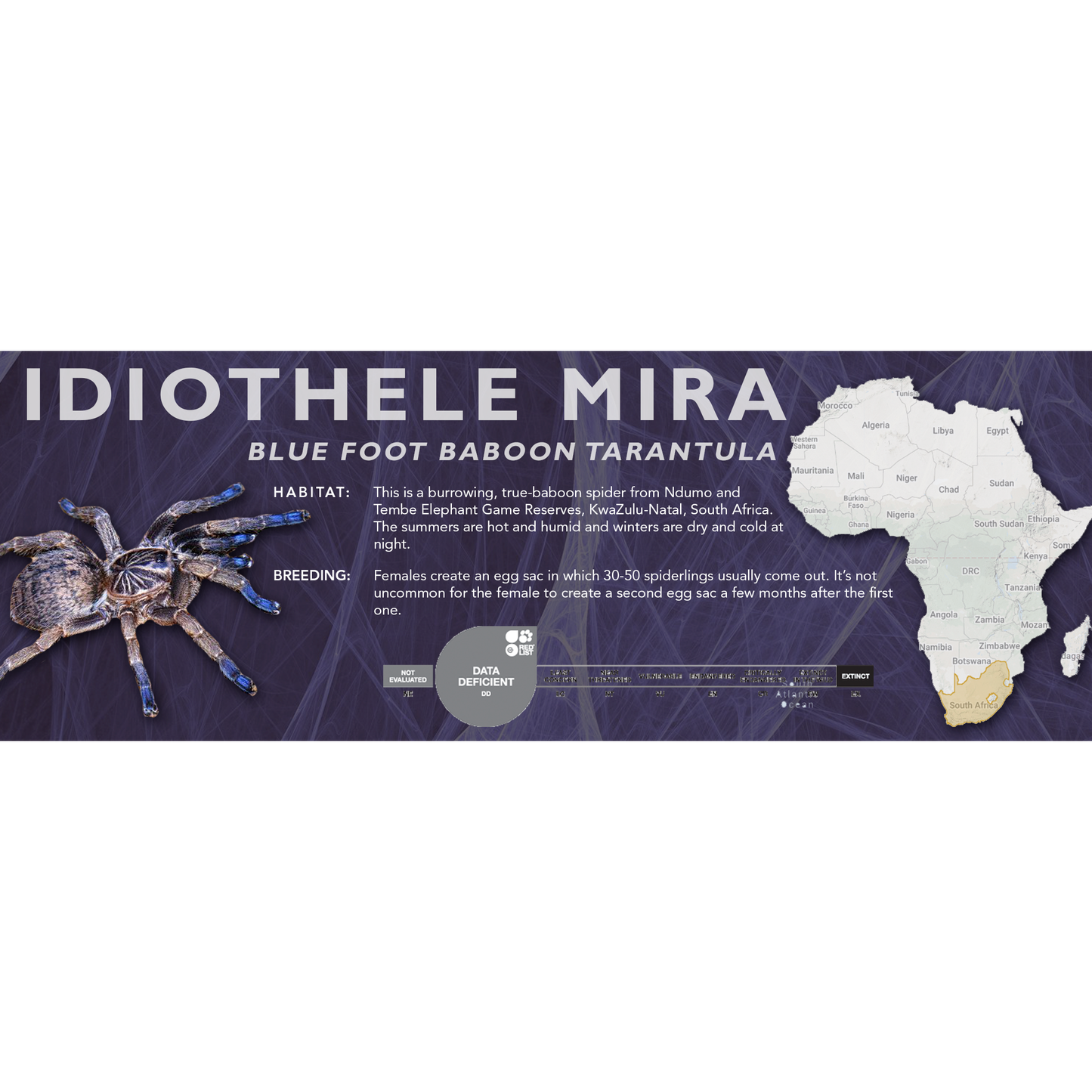 Blue Foot Baboon Tarantula (Idiothele mira) - Classic Vivarium Label