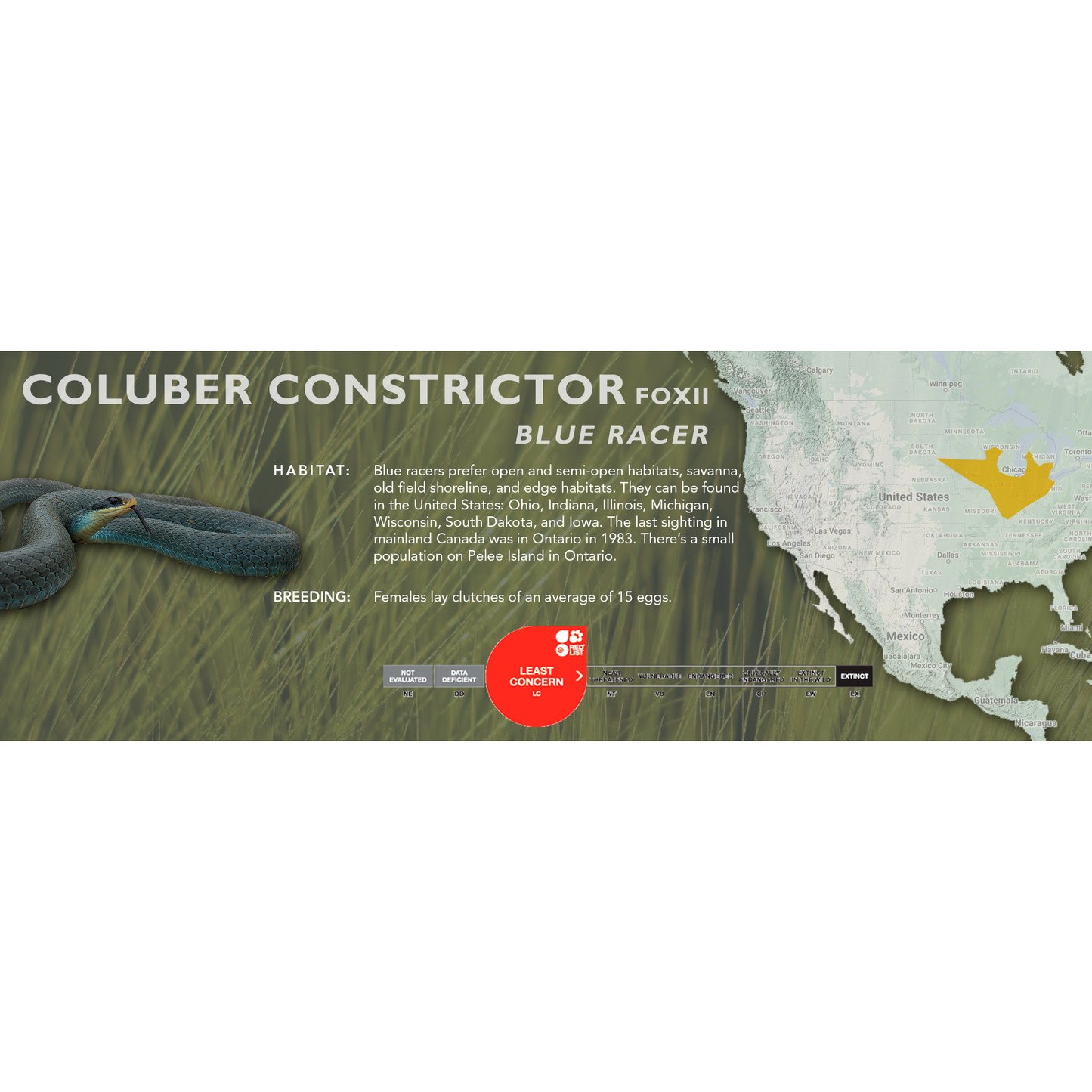 Eastern Racer (Coluber constrictor) Classic Vivarium Label