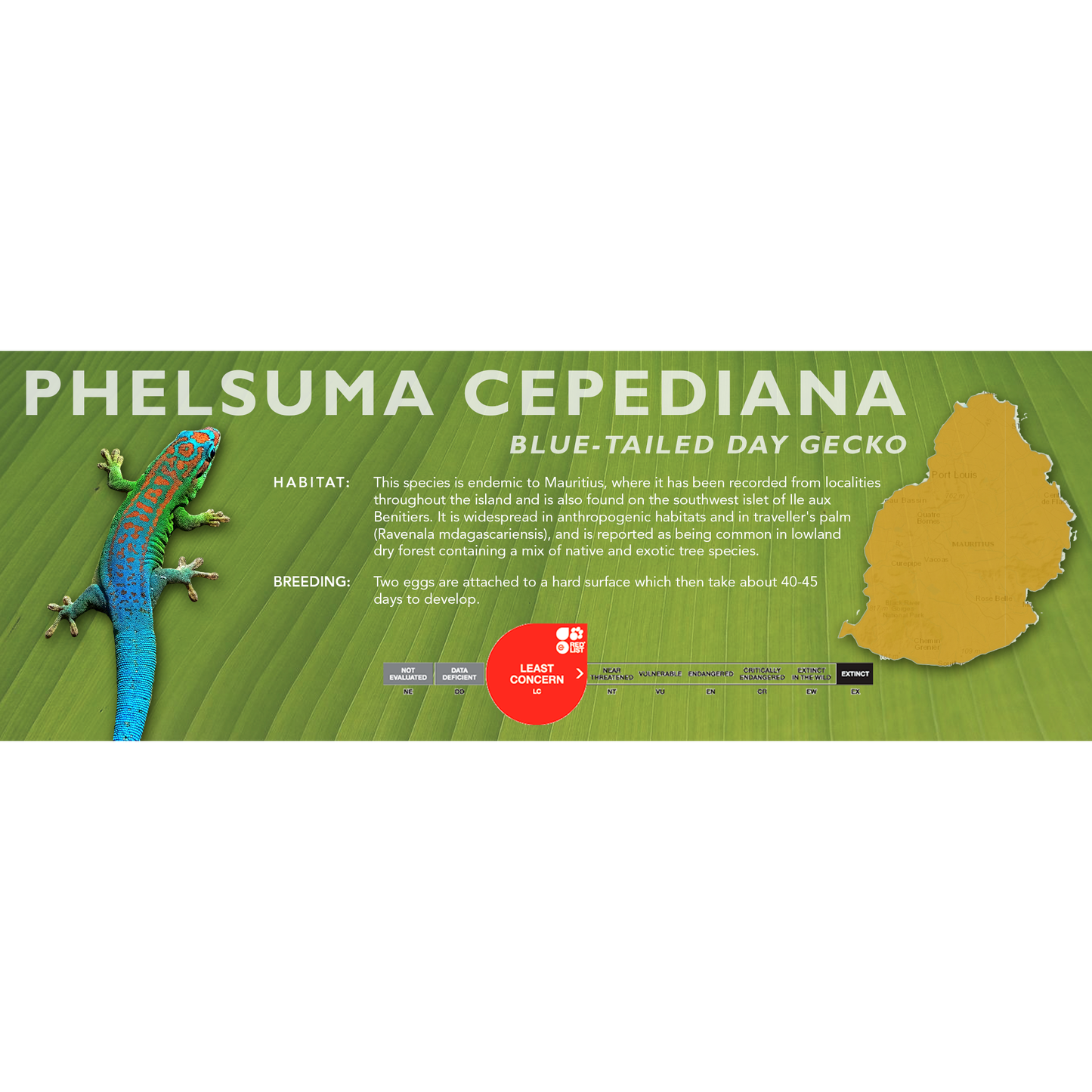 Blue-Tailed Day Gecko (Phelsuma cepediana) Classic Vivarium Label