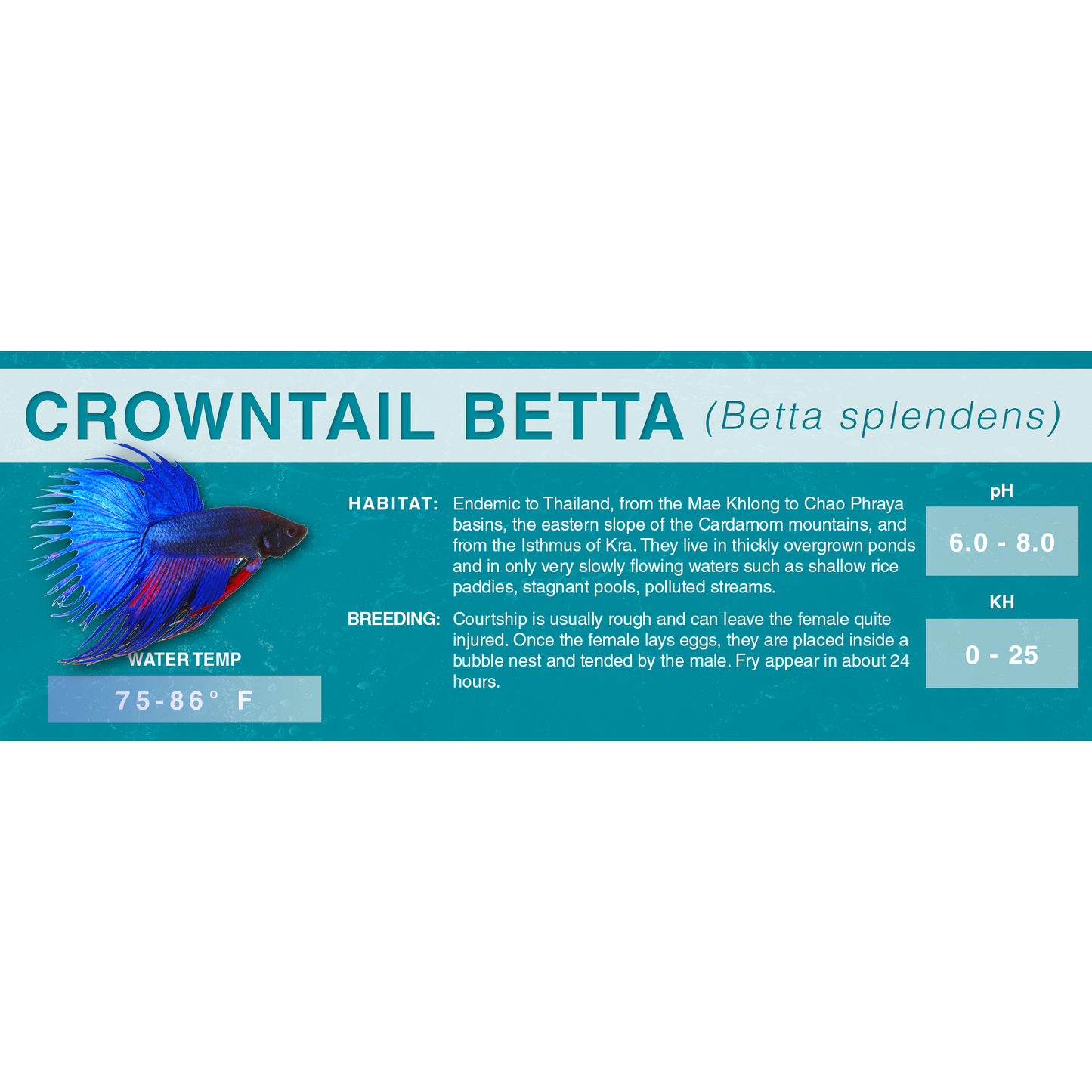 Betta Fish (Betta splendens) - Standard Aquarium Label