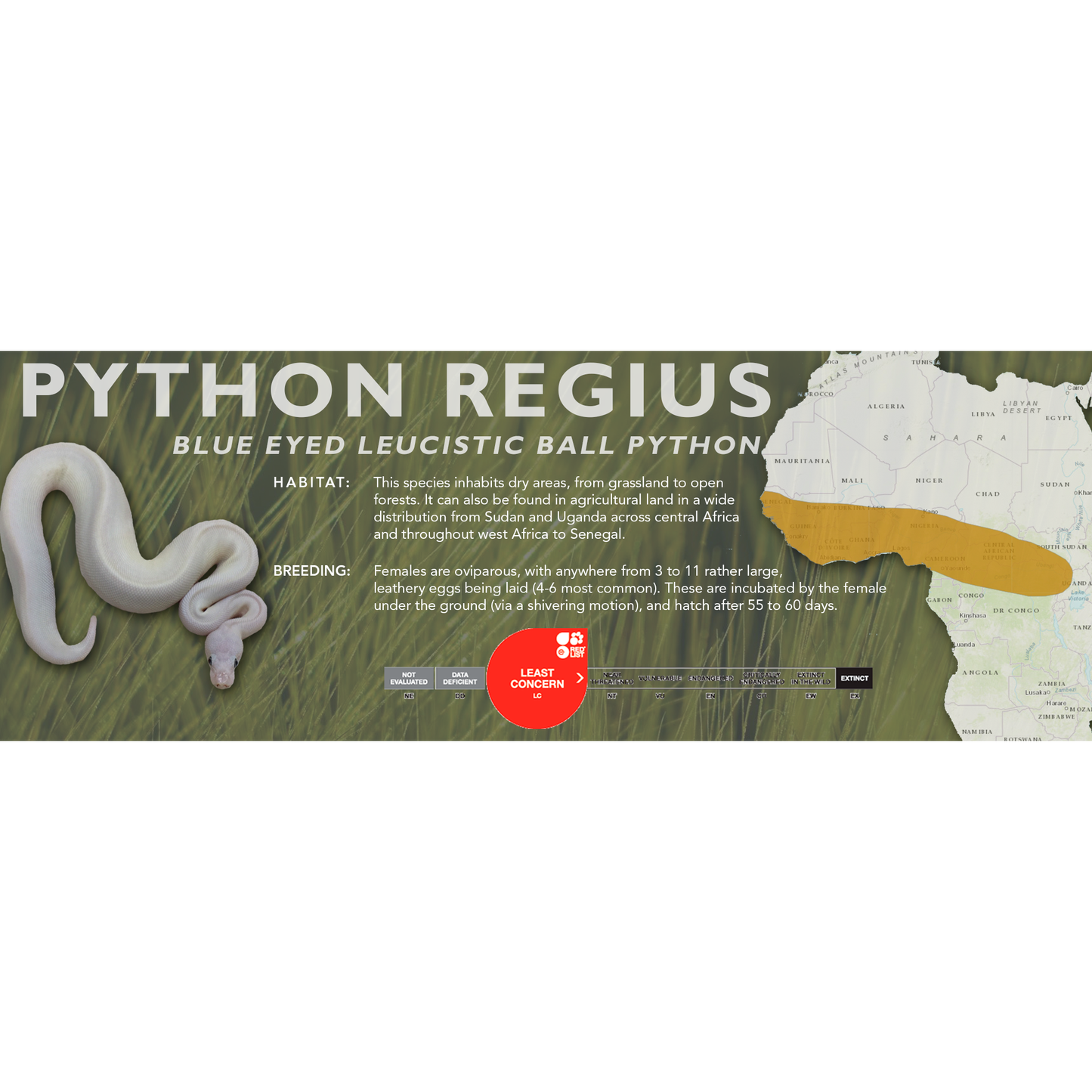 Ball Python (Python regius) Classic Vivarium Label