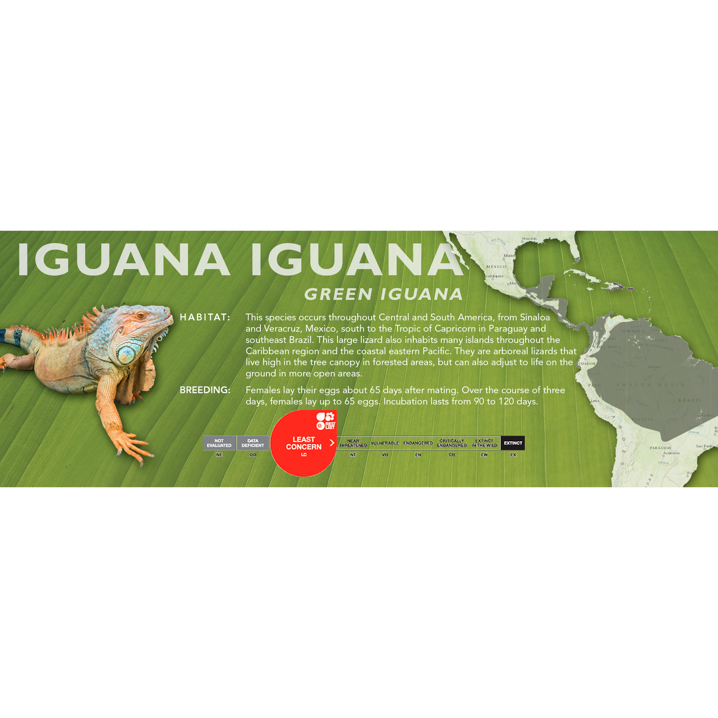 Green Iguana (Iguana iguana) Classic Vivarium Label