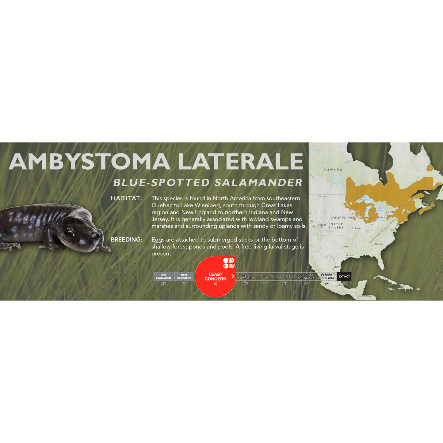 Blue-Spotted Salamander (Ambystoma laterale) - Classic Vivarium Label