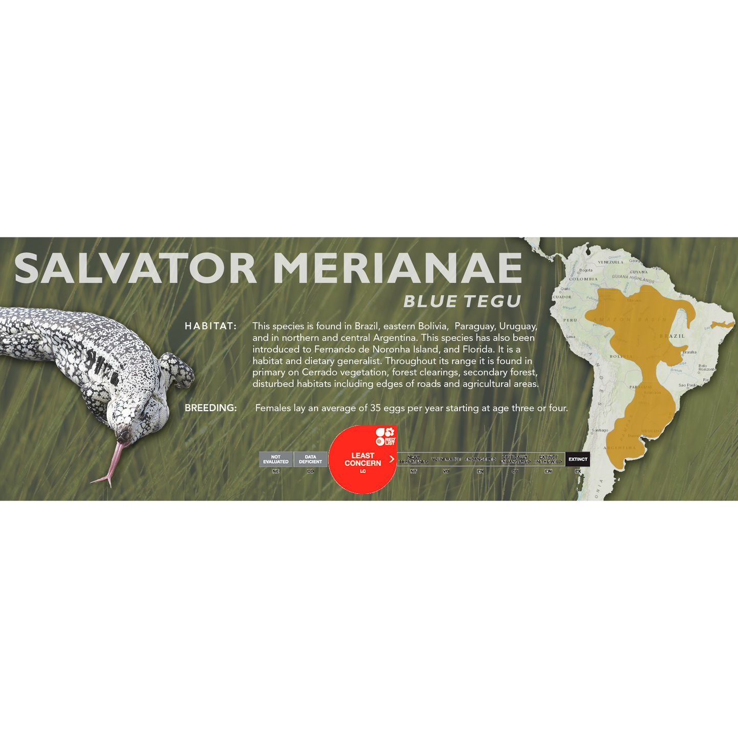 Black & White Tegu (Salvator merianae) Standard Vivarium Label