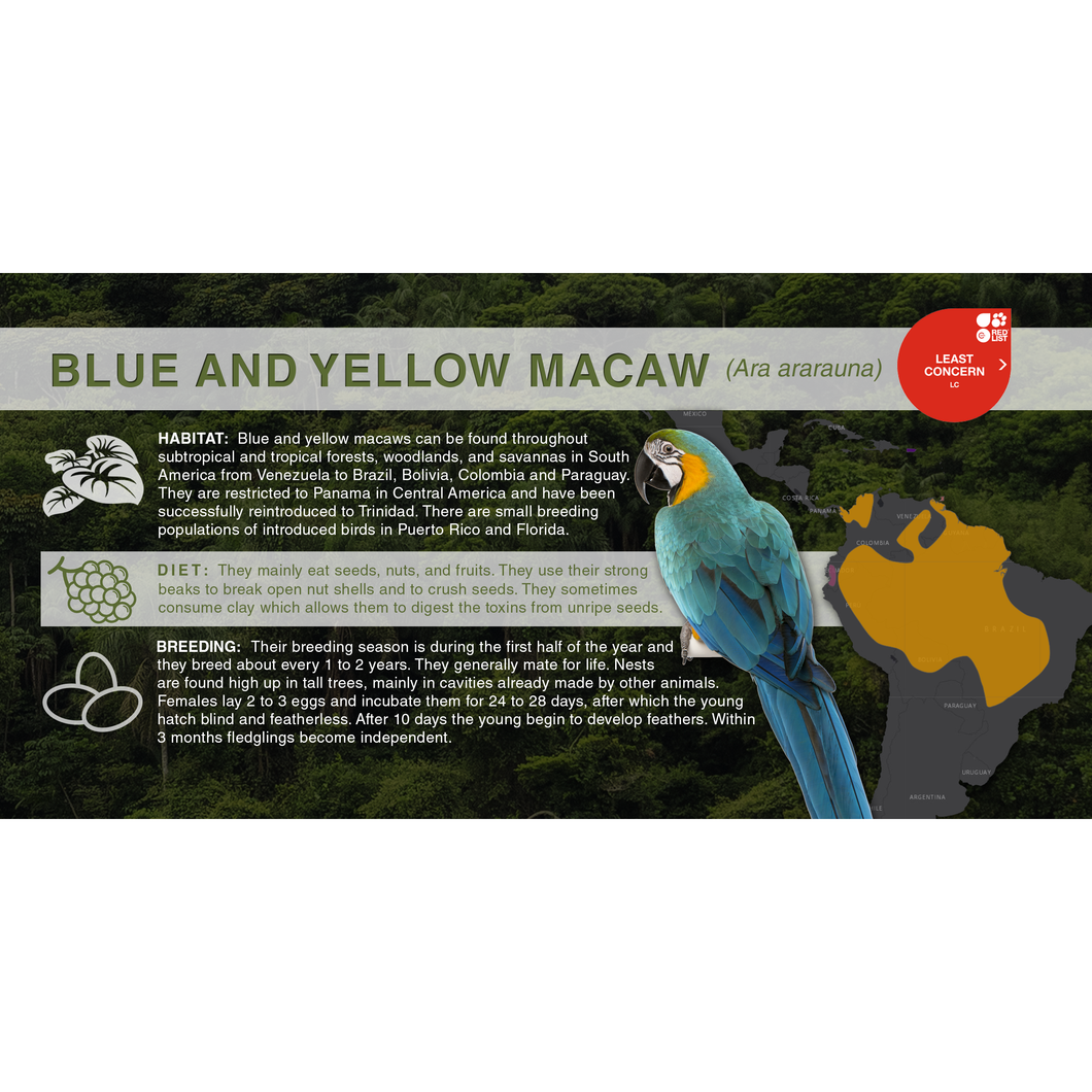 Blue and Yellow Macaw (Ara ararauna) - Aluminum Sign
