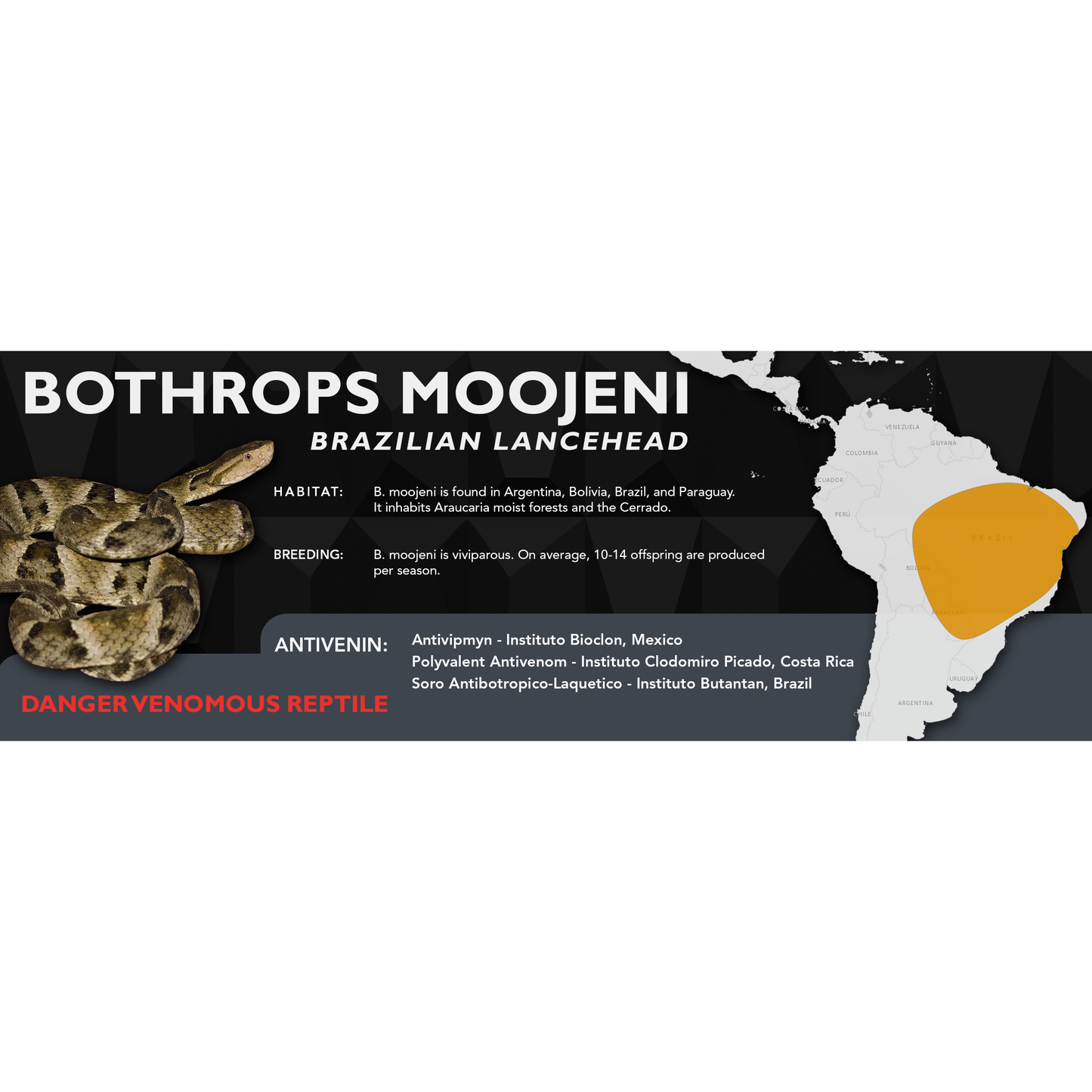 Brazilian Lancehead (Bothrops moojeni) Standard Vivarium Label