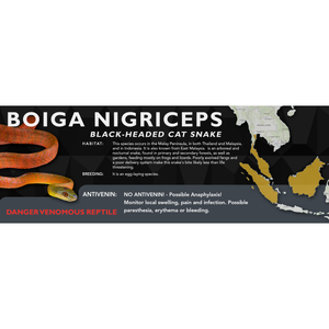 Black-Headed Cat Snake (Boiga nigriceps) Standard Vivarium Label