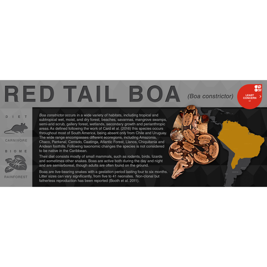 Red Tail Boa (Boa constrictor) - Black Series Vivarium Label