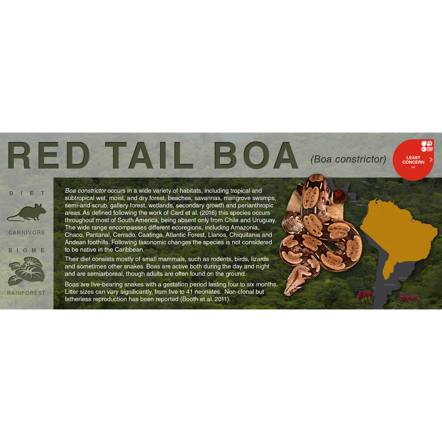 Red Tail Boa (Boa constrictor) - Black Series Vivarium Label