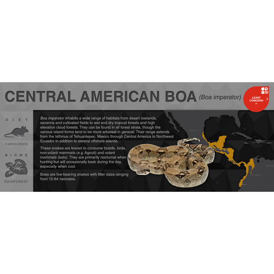 Central American Boa (Boa imperator) - Black Series Vivarium Label