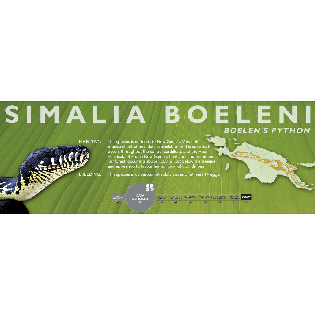 Boelen's Python (Simalia boeleni) Standard Vivarium Label