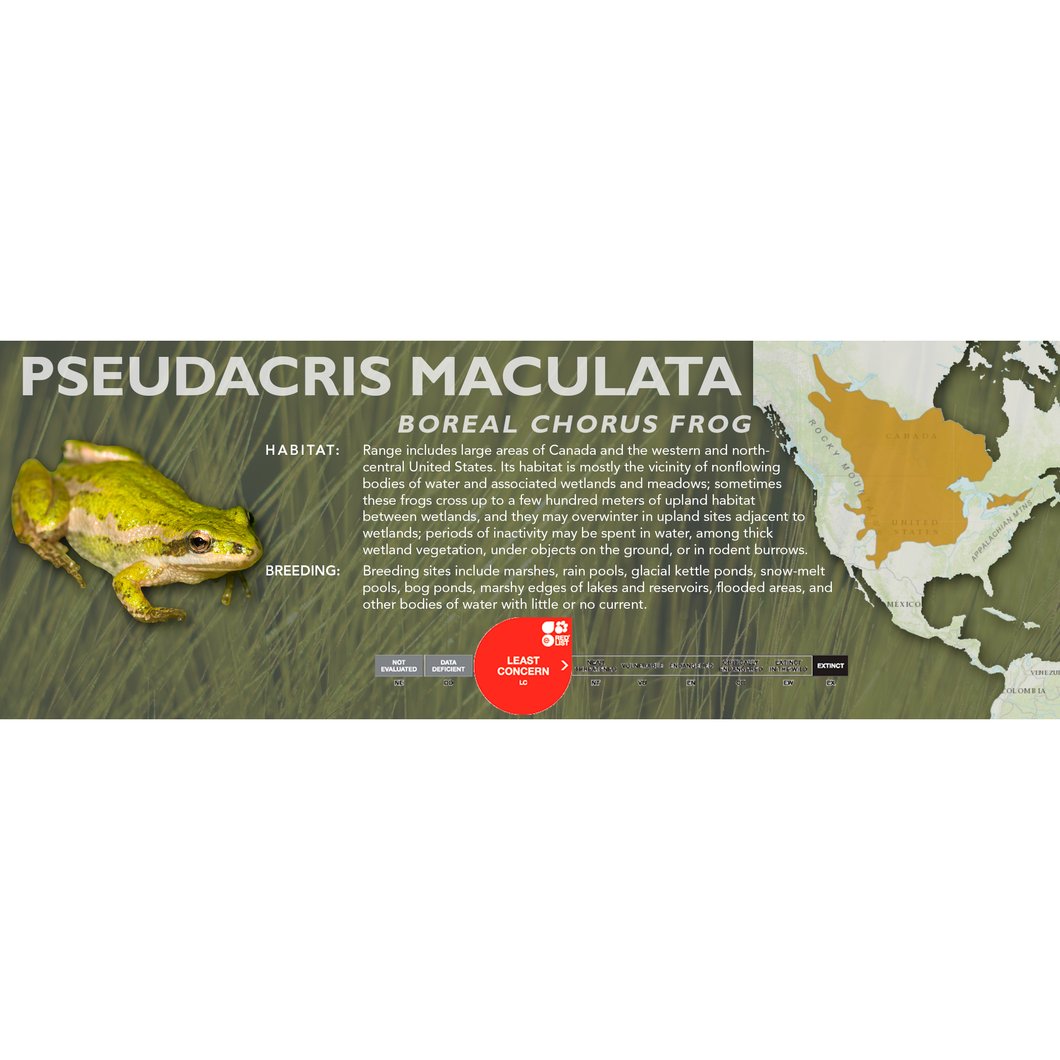 Boreal Chorus Frog (Pseudacris maculata) - Standard Vivarium Label