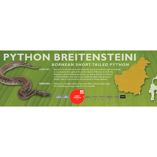 Bornean Short-Tailed Python (Python breitensteini) Classic Vivarium Label