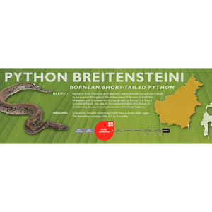 Bornean Short-Tailed Python (Python breitensteini) Standard Vivarium Label