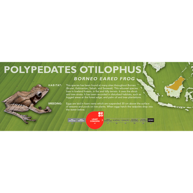 Borneo Eared Frog (Polypedates otilophus) - Standard Vivarium Label
