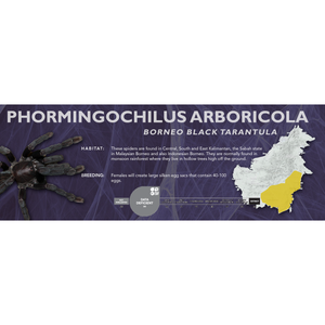 Borneo Black Tarantula (Phormingochilus arboricola) - Standard Vivarium Label