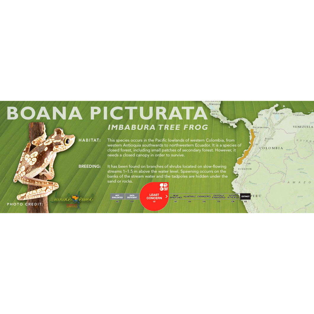 Imbabura Tree Frog (Boana picturata) - Standard Vivarium Label