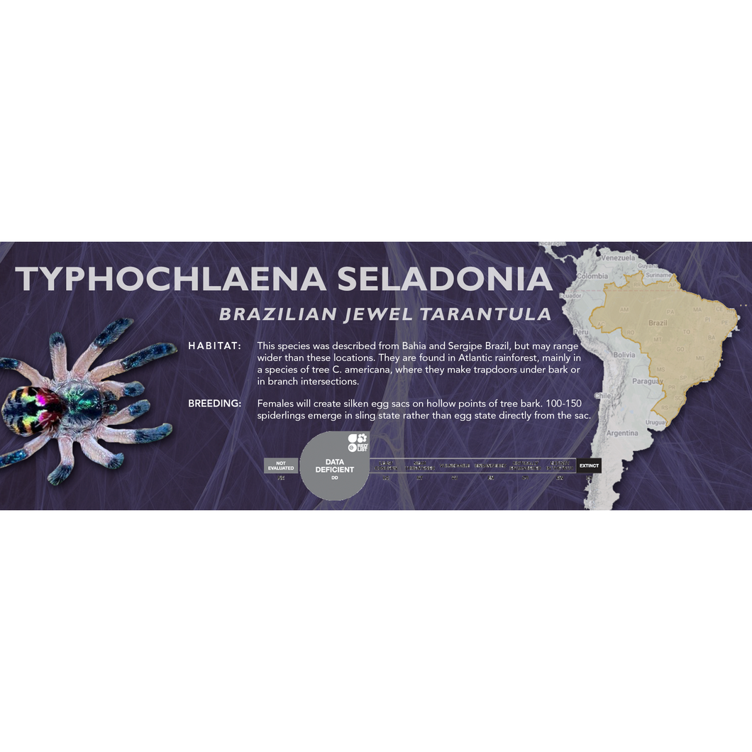 Brazilian Jewel Tarantula (Typhochlaena seladonia) - Standard Vivarium Label