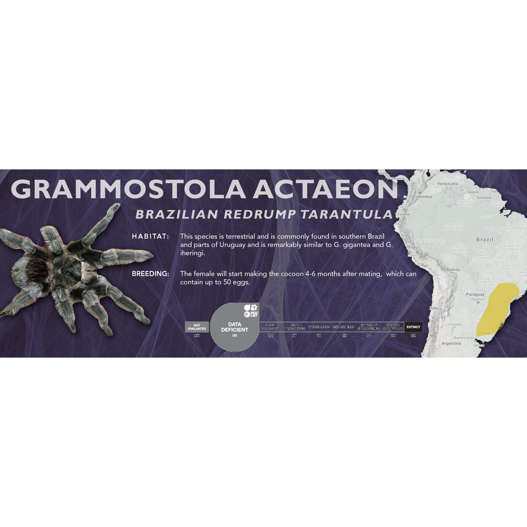 Brazilian Redrump Tarantula (Grammostola actaeon) - Standard Vivarium Label