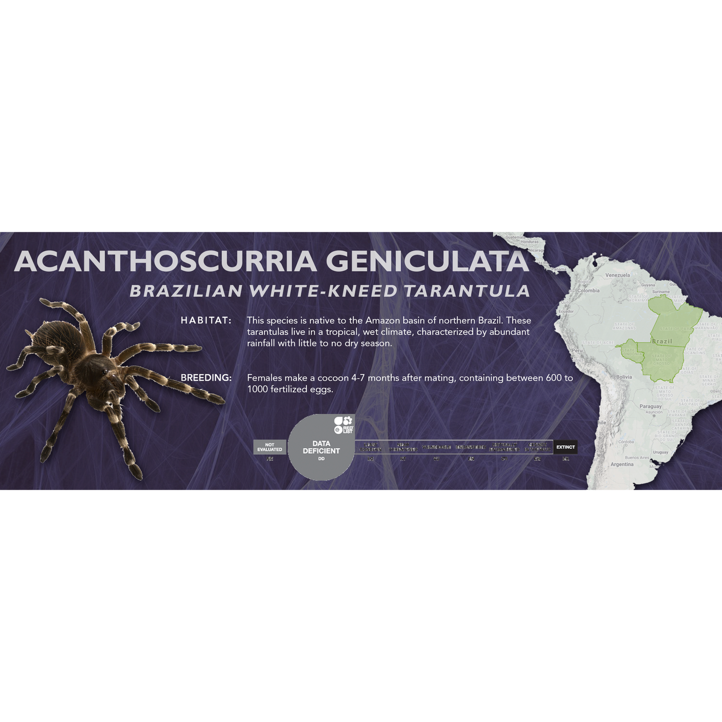 Brazilian White-Kneed Tarantula (Acanthoscurria geniculata) - Classic Vivarium Label