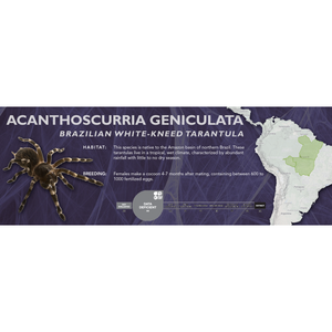 Brazilian White-Kneed Tarantula (Acanthoscurria geniculata) - Standard Vivarium Label