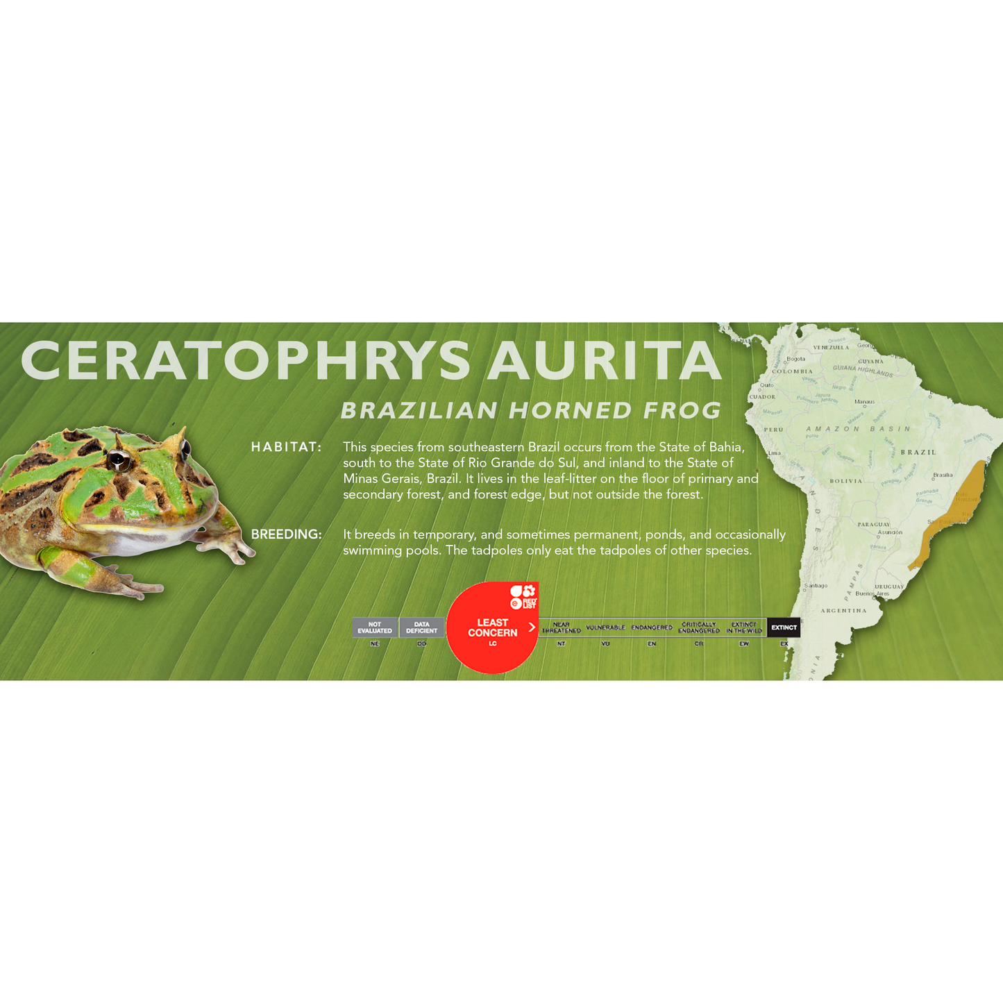 Brazilian Horned Frog (Ceratophrys aurita) - Classic  Vivarium Label