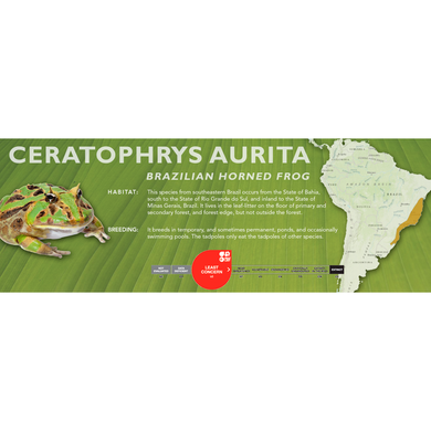 Brazilian Horned Frog (Ceratophrys aurita) - Standard Vivarium Label