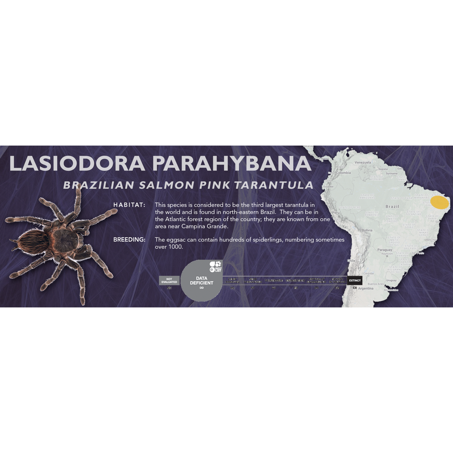 Brazilian Salmon Pink Tarantula (Lasiodora parahybana) - Classic Vivarium Label