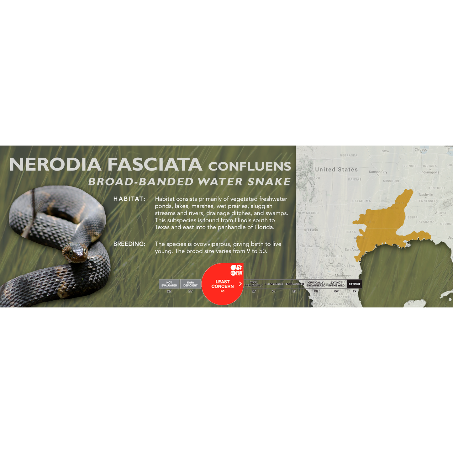 Broad-Banded Water Snake (Nerodia fasciata confluens) Classic Vivarium Label