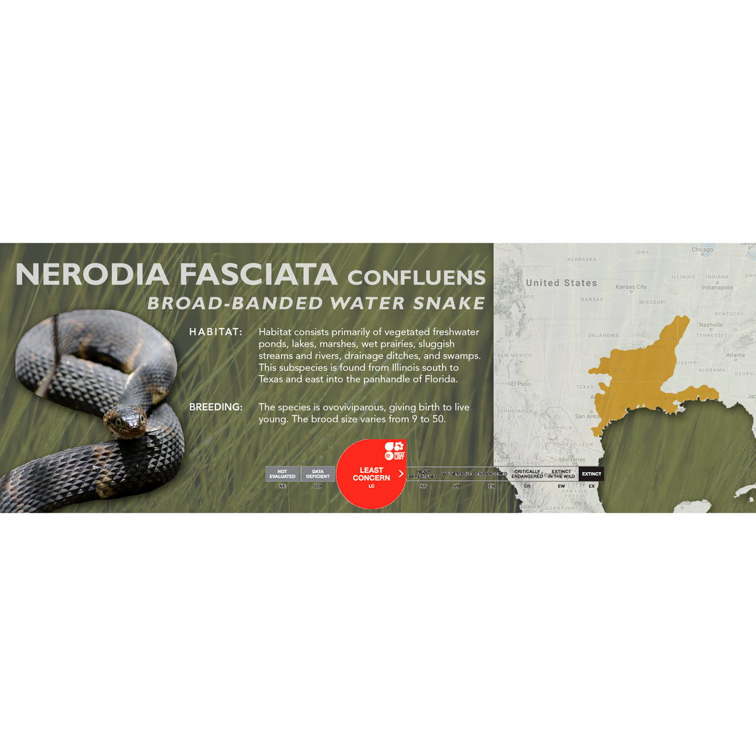 Broad-Banded Water Snake (Nerodia fasciata confluens) Standard Vivarium Label