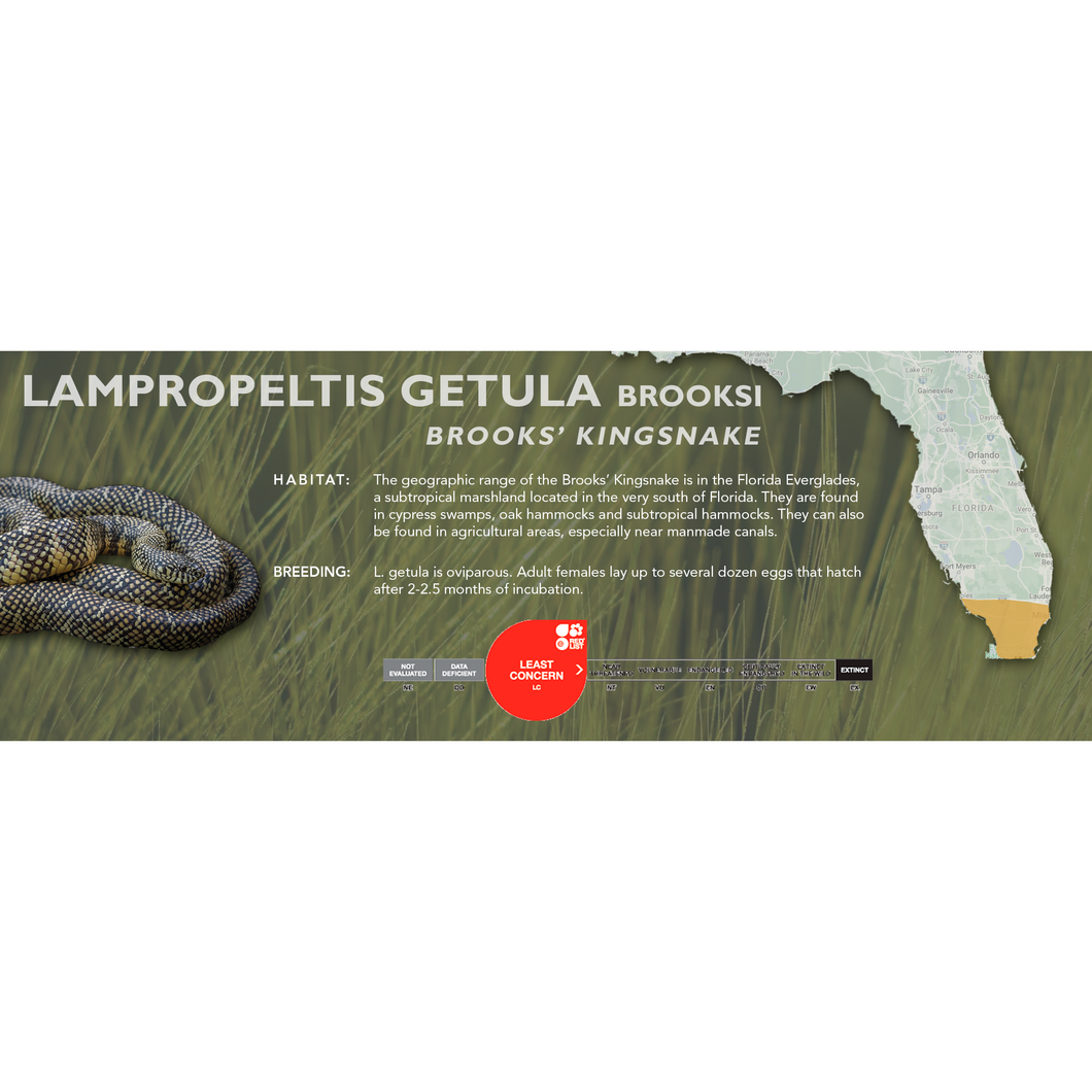 Brooks' Kingsnake (Lampropeltis getula brooksi) Standard Vivarium Label