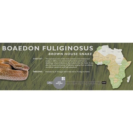 Brown House Snake (Boaedon fuliginosus) Classic Vivarium Label