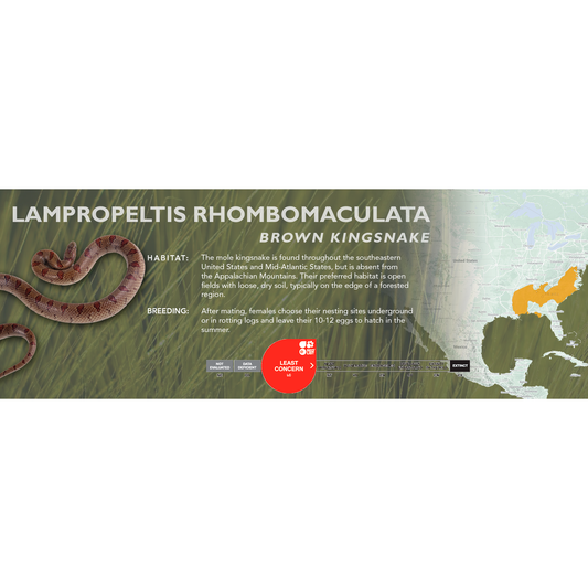 Brown Kingsnake (Lampropeltis rhombomaculata) Classic Vivarium Label