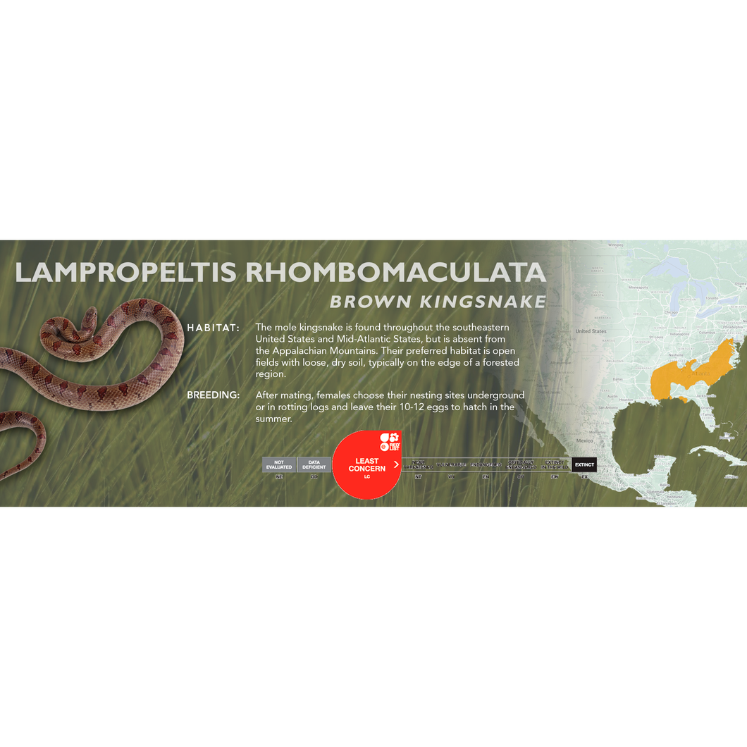 Brown Kingsnake (Lampropeltis rhombomaculata) Standard Vivarium Label