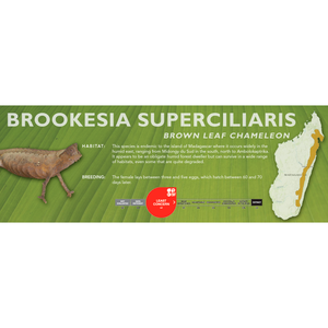 Brown Leaf Chameleon (Brookesia superciliaris) Standard Vivarium Label