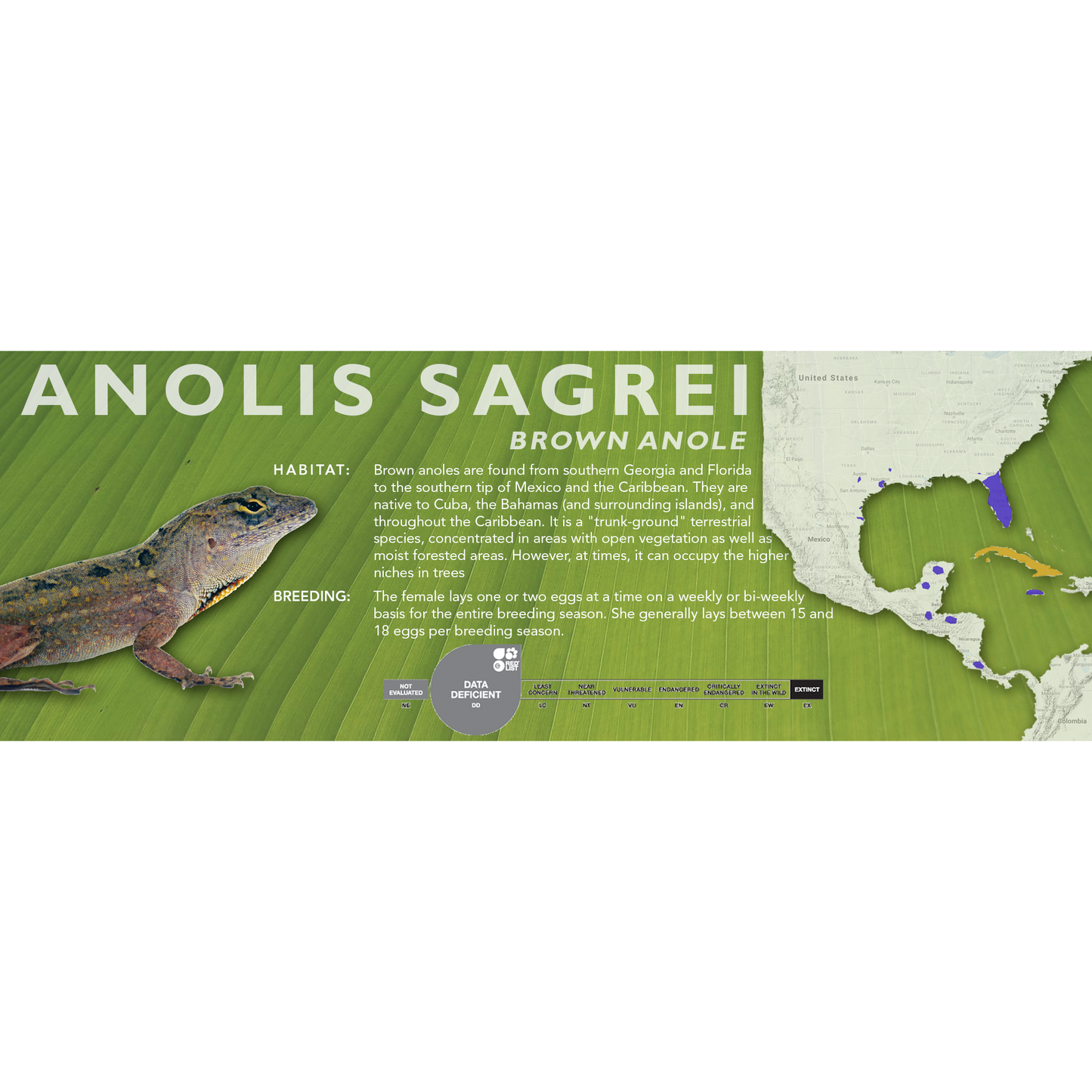 Brown Anole (Anolis sagrei) Standard Vivarium Label