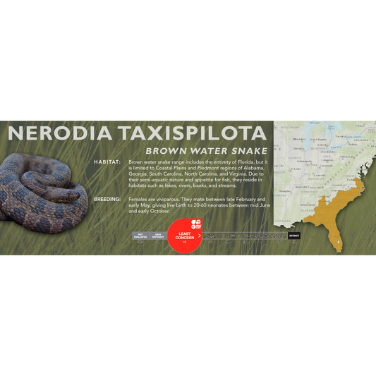 Brown Water Snake (Nerodia taxispilota) Classic Vivarium Label