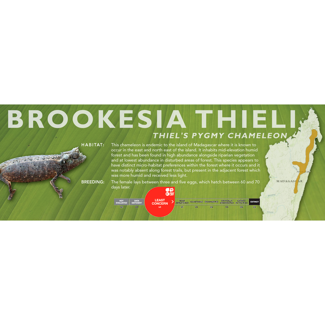 Thiel's Pygmy Chameleon (Brookesia thieli) Standard Vivarium Label