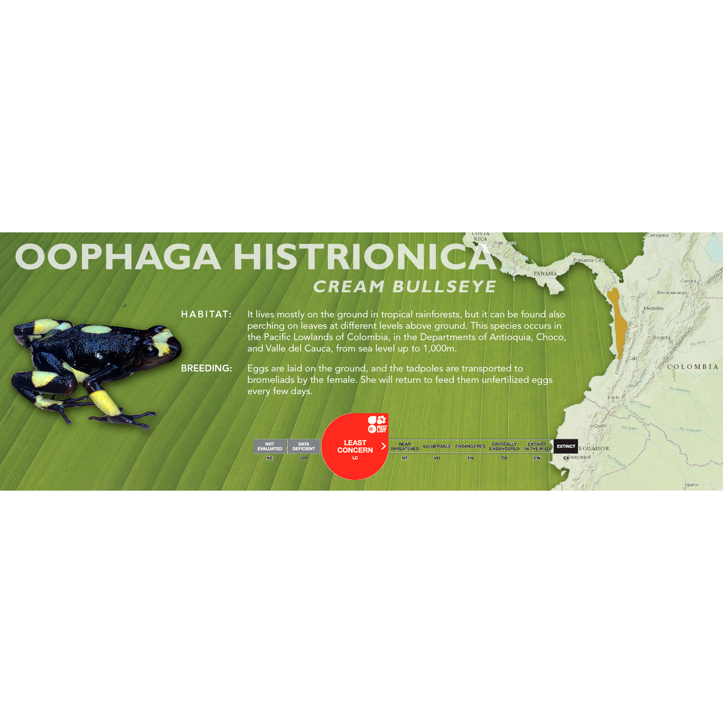 Oophaga histrionica - Classic Vivarium Label