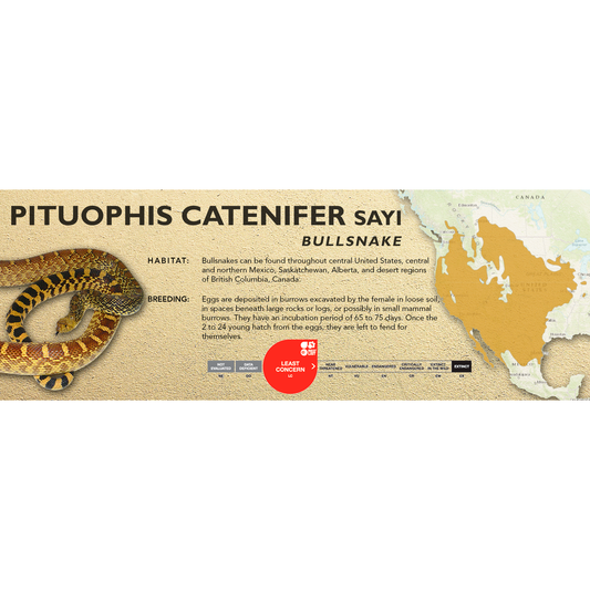 Bullsnake (Pituophis catenifer sayi) Standard Vivarium Label