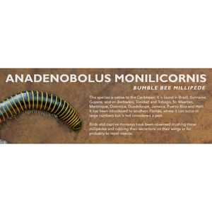 Anadenobolus monilicornis - Bumble Bee Millipede Label