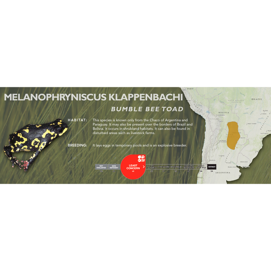 Bumble Bee Toad (Melanophryniscus klappenbachi) - Standard Vivarium Label