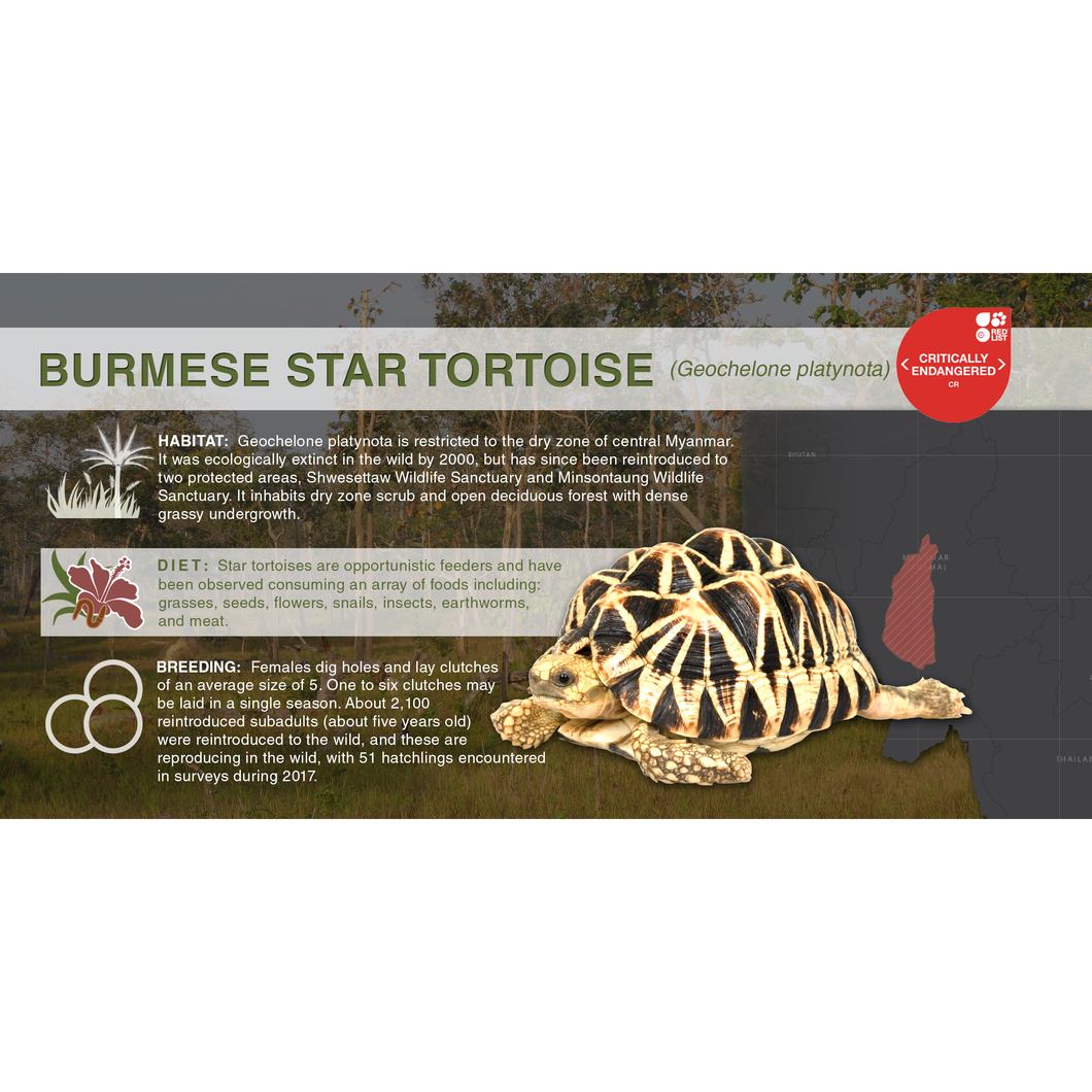 Burmese Star Tortoise (Geochelone platynota) - Aluminum Sign