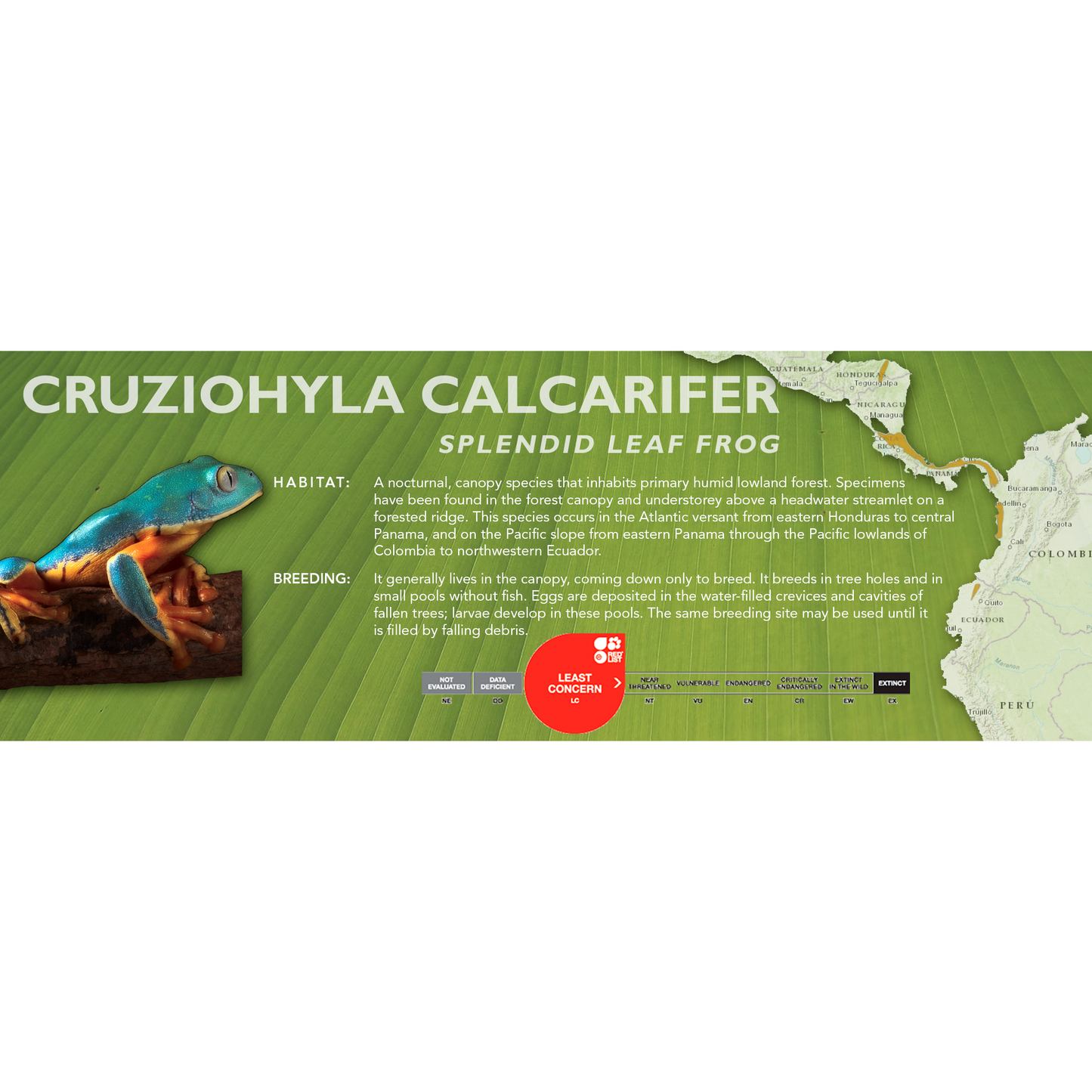 Splendid Leaf Frog (Cruziohyla calcarifer) - Standard Vivarium Label