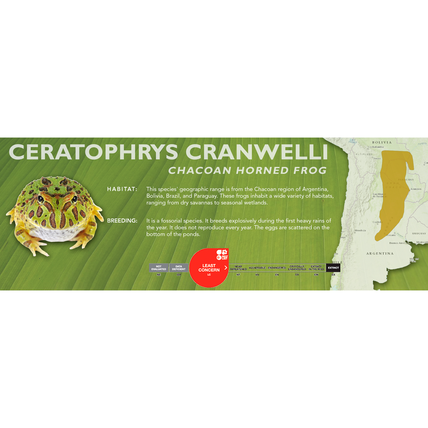 Chacoan Horned Frog (Ceratophrys cranwelli) - Classic Vivarium Label