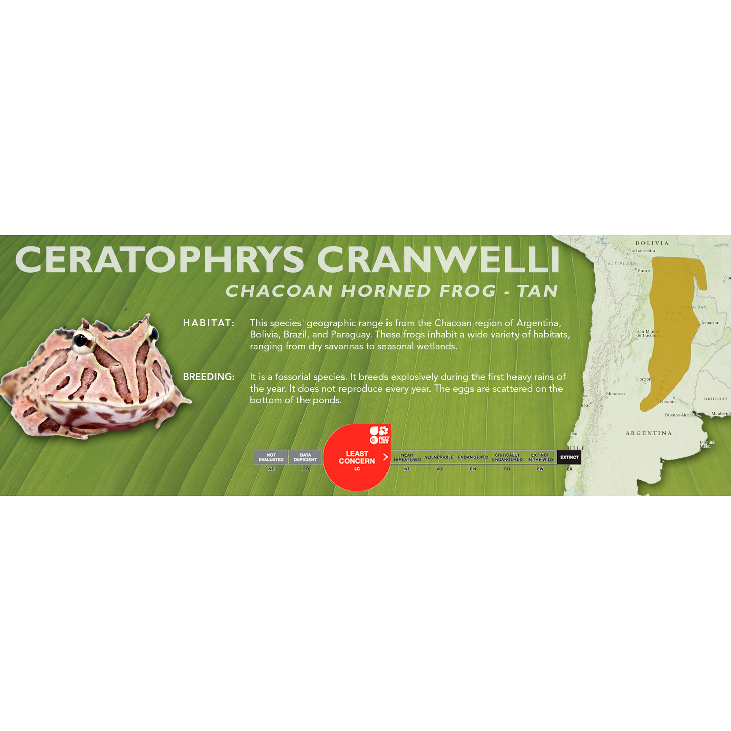 Chacoan Horned Frog (Ceratophrys cranwelli) - Classic Vivarium Label