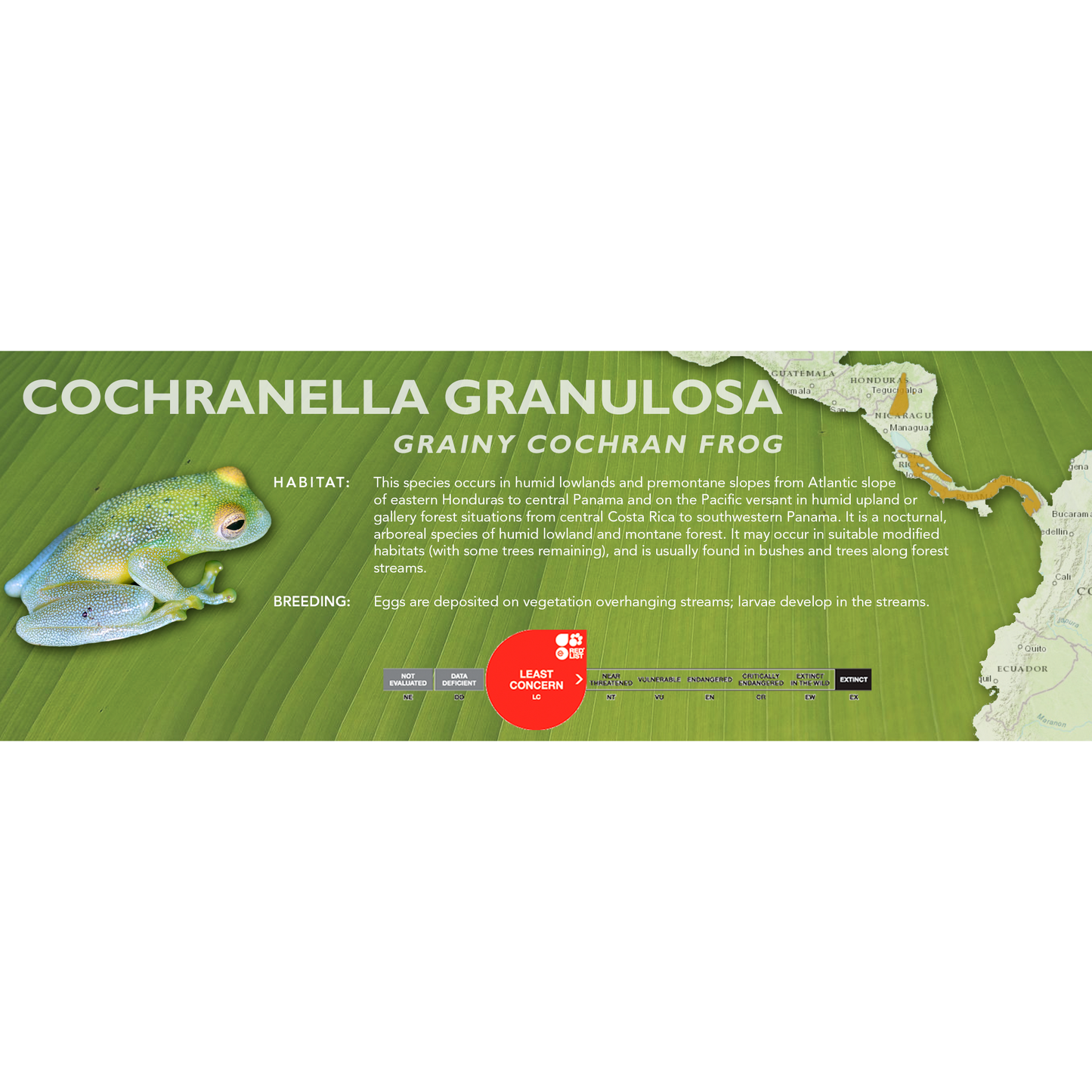 Grainy Cochran Frog (Cochranella granulosa) - Standard Vivarium Label