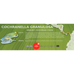 Grainy Cochran Frog (Cochranella granulosa) - Standard Vivarium Label