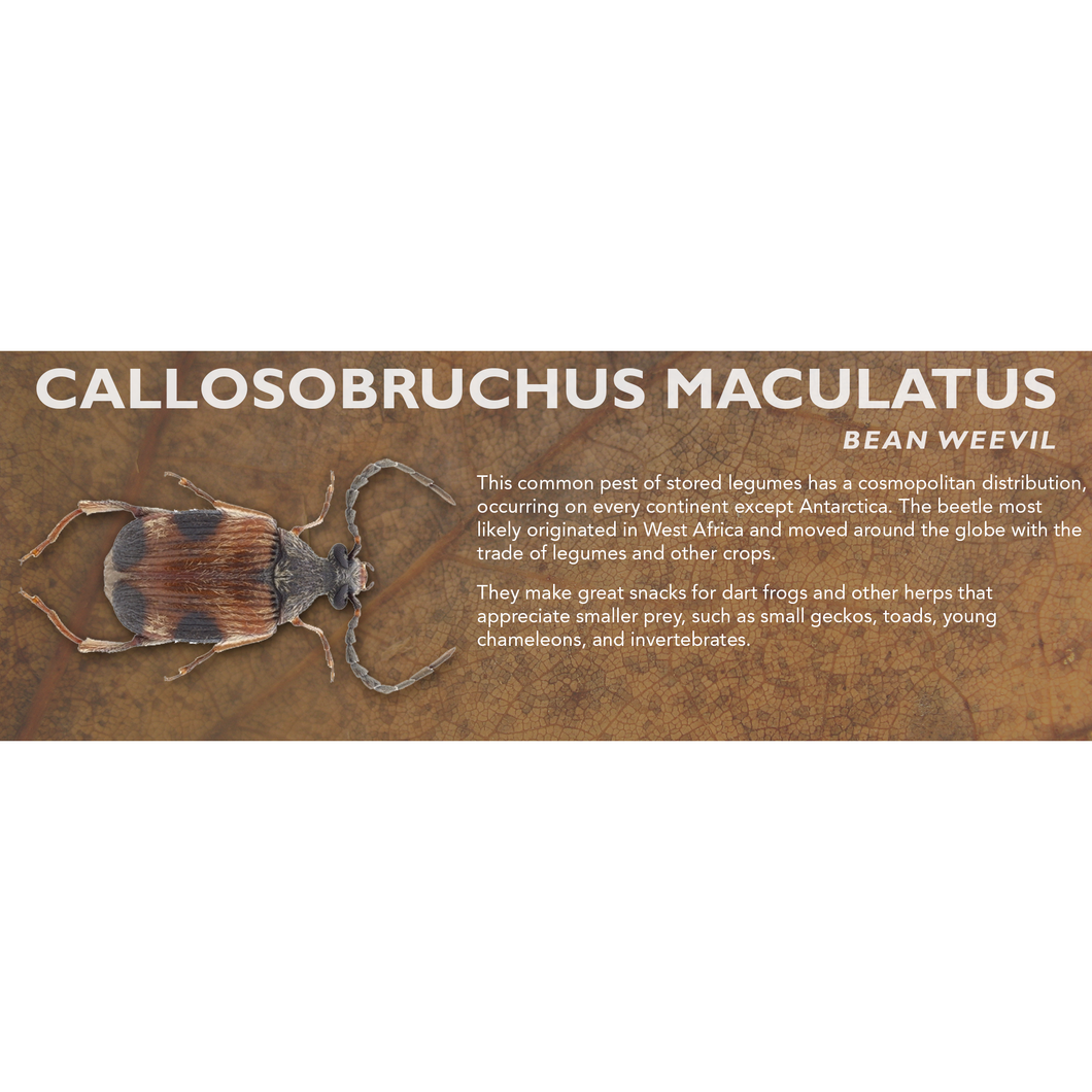 Callosobruchus maculatus (Bean Weevil / Bean Beetle) - Feeder Label